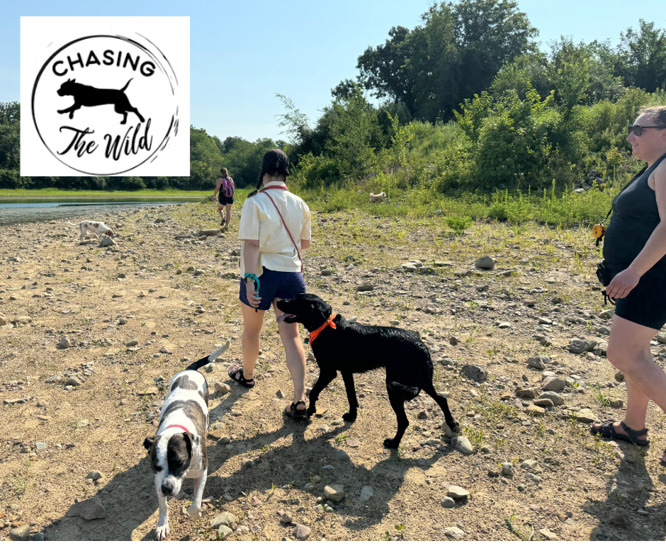 The Benefits of Pack Hikes for Dogs and Ensuring Your Dog Daycare Offers Pack Hikes